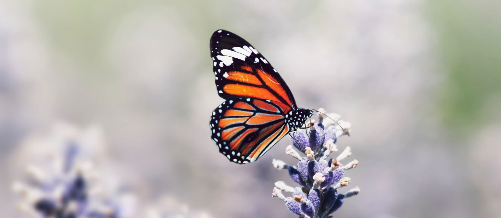 020 – 24GenAI – Make a white background