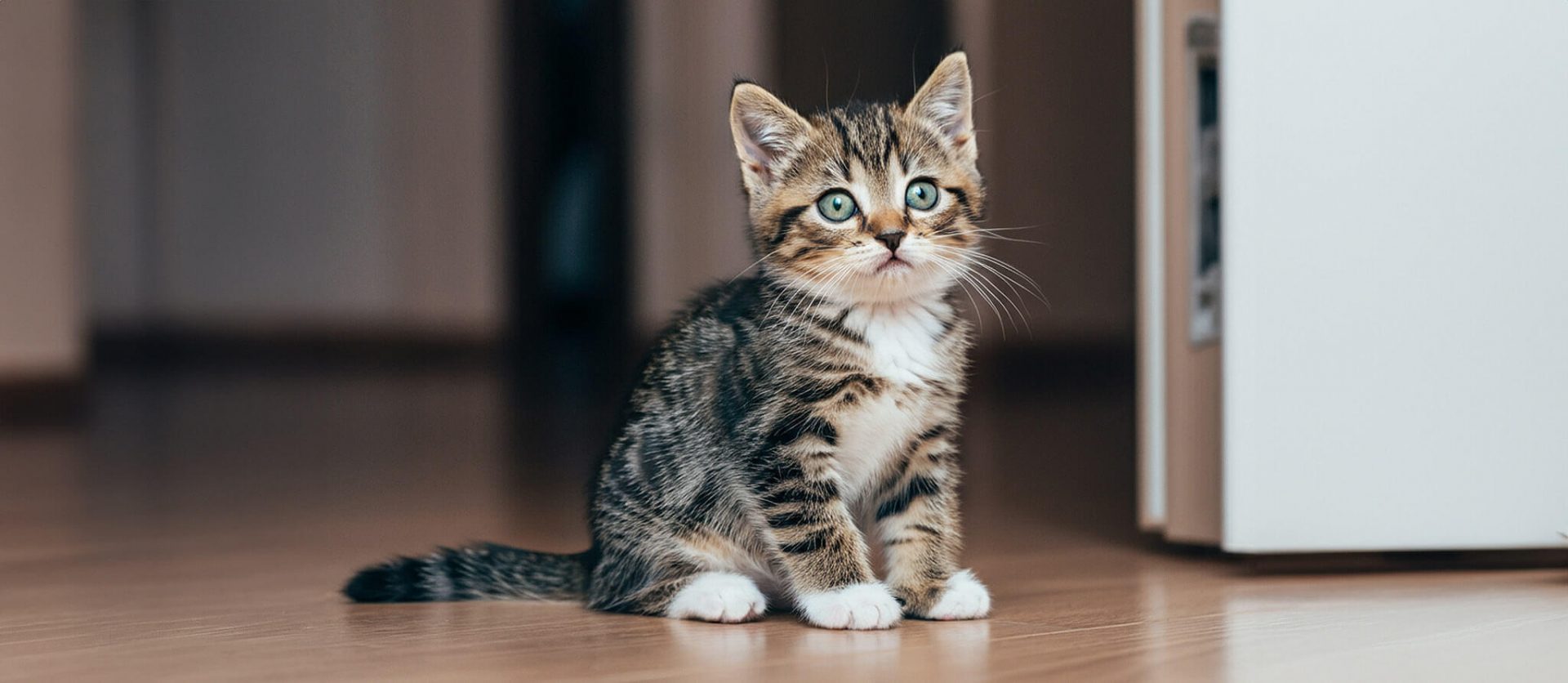 028 – 24GenAI &mdash; Remove background from image for free