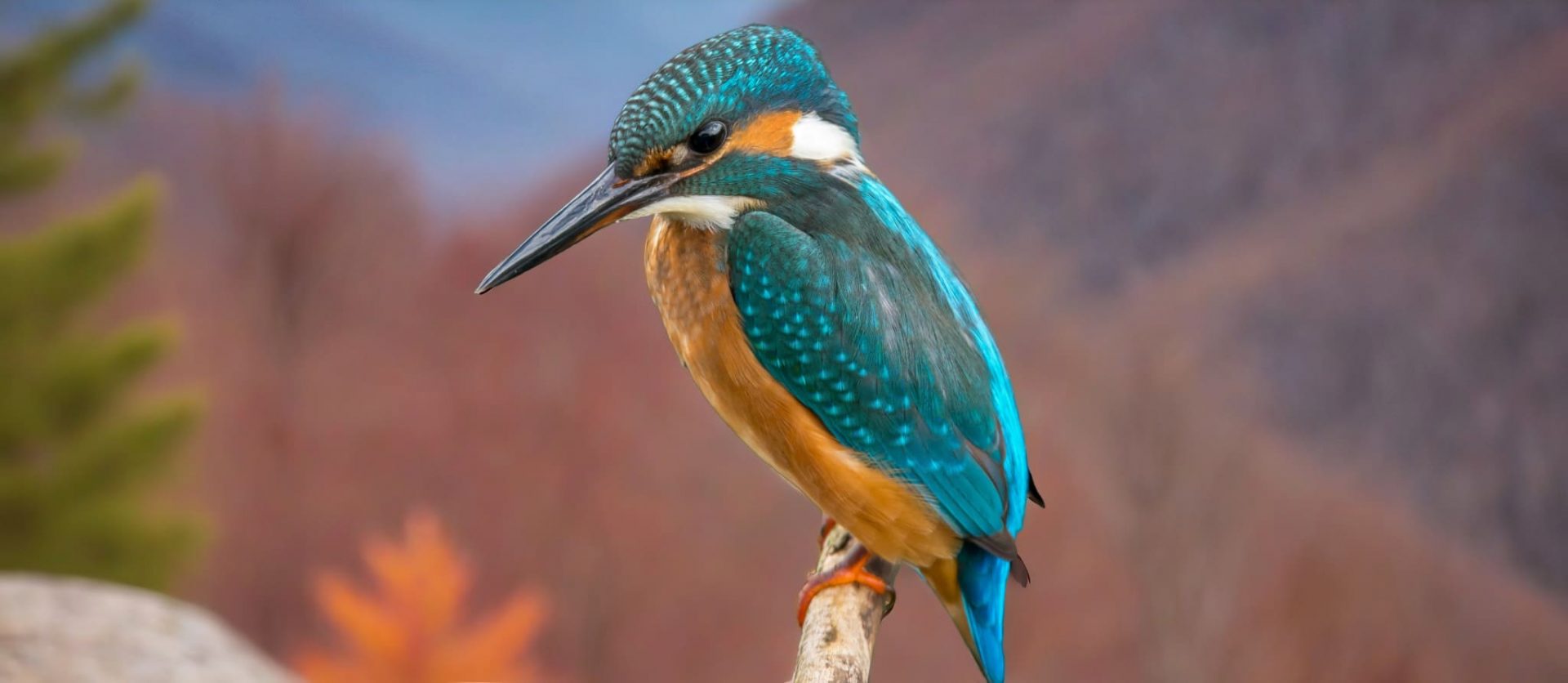 003 &#8211; 24GenAI — Add background to image