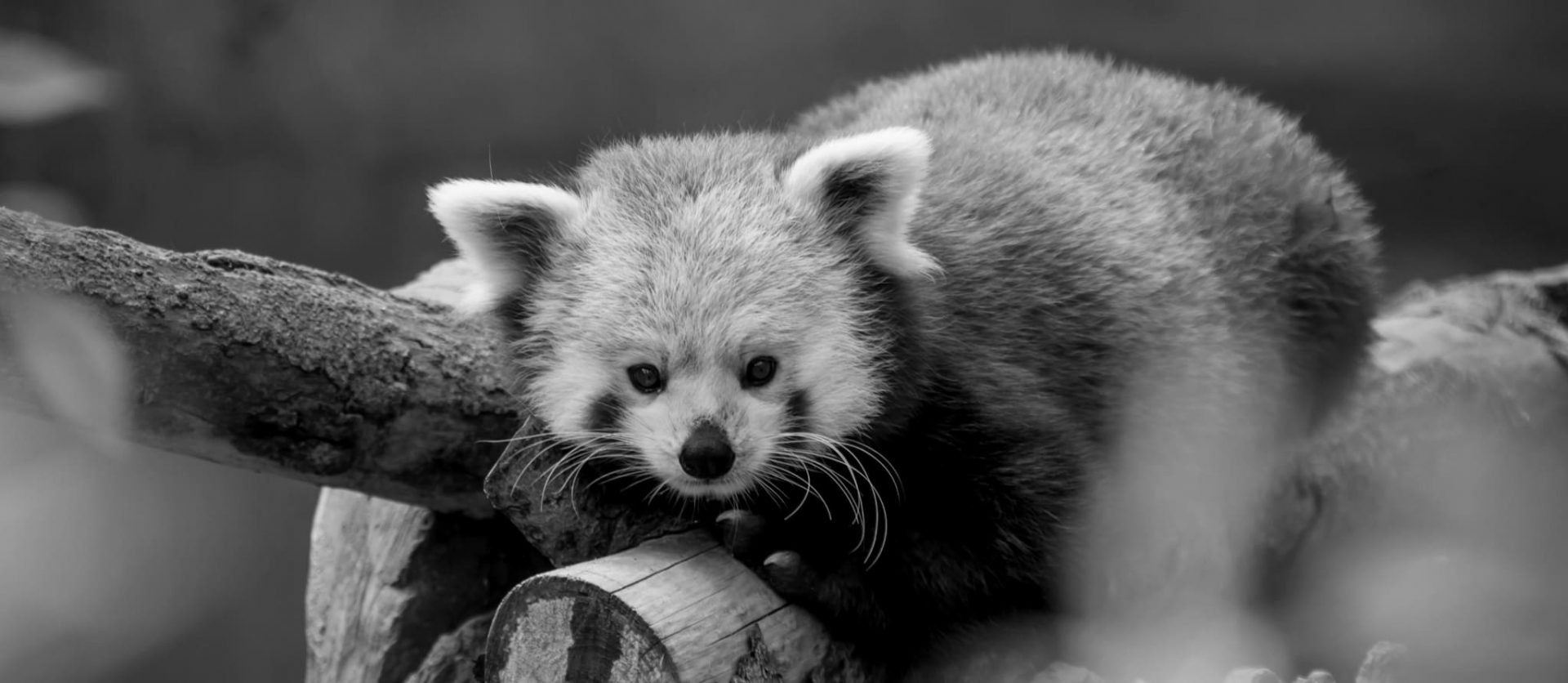 025 &#8211; 24GenAI &#8211; Make a black and white image