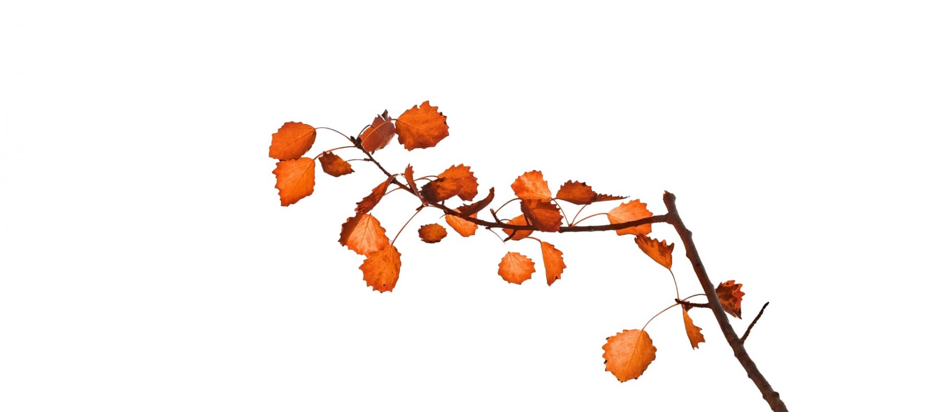 003 &#8211; 24GenAI — Add background to image