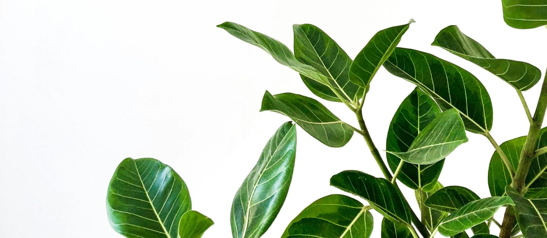 009 &#8211; 24GenAI — Remove white background from picture