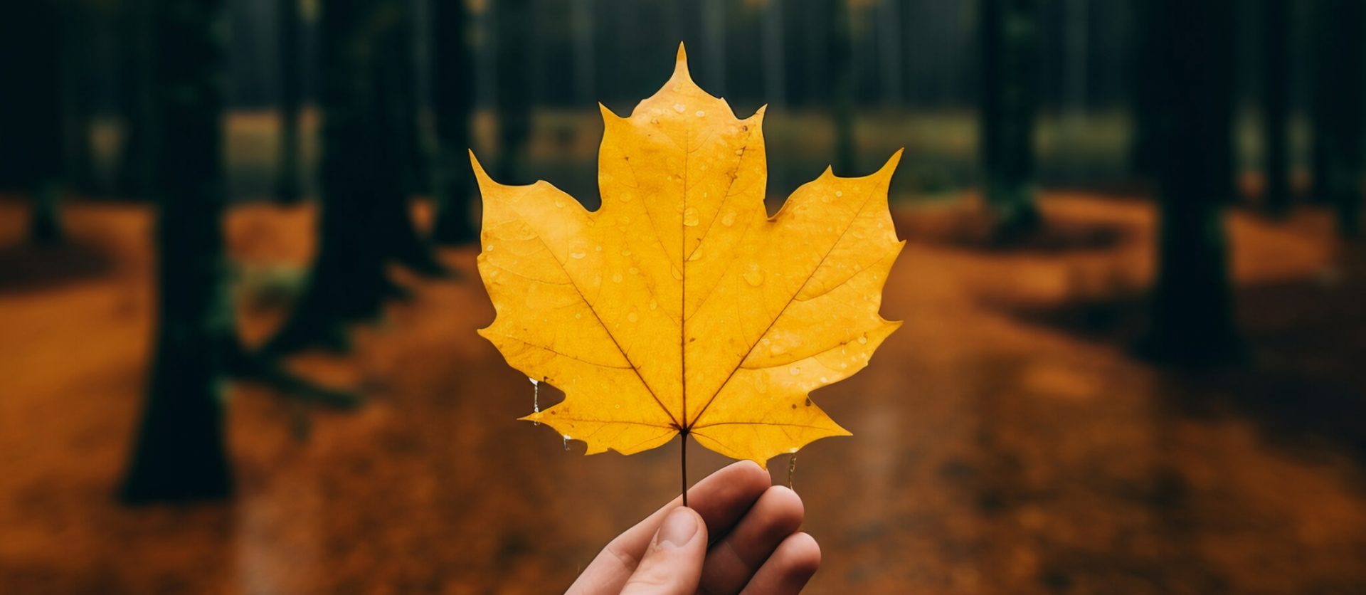 008 &#8211; 24GenAI — Make a transparent background on image