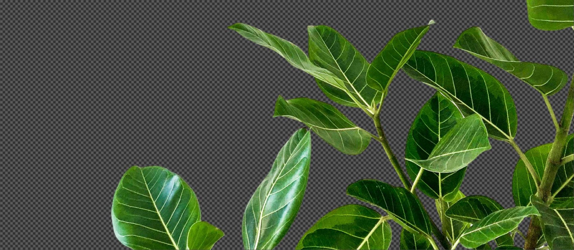 009 &#8211; 24GenAI — Remove white background from picture