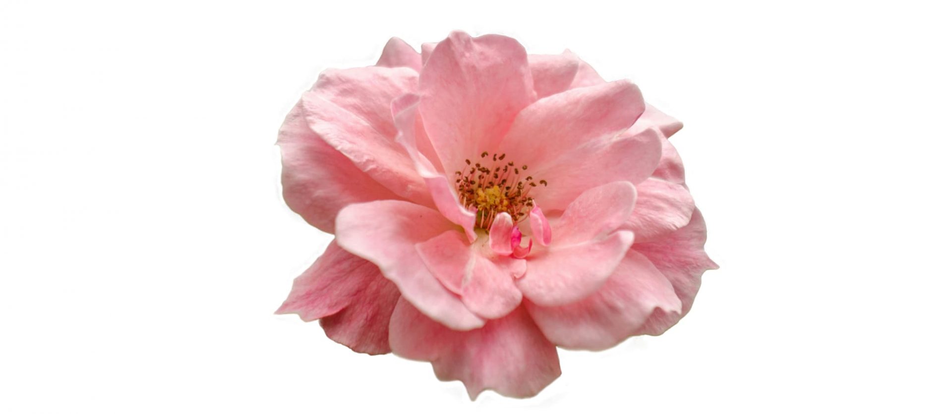 020 – 24GenAI – Make a white background