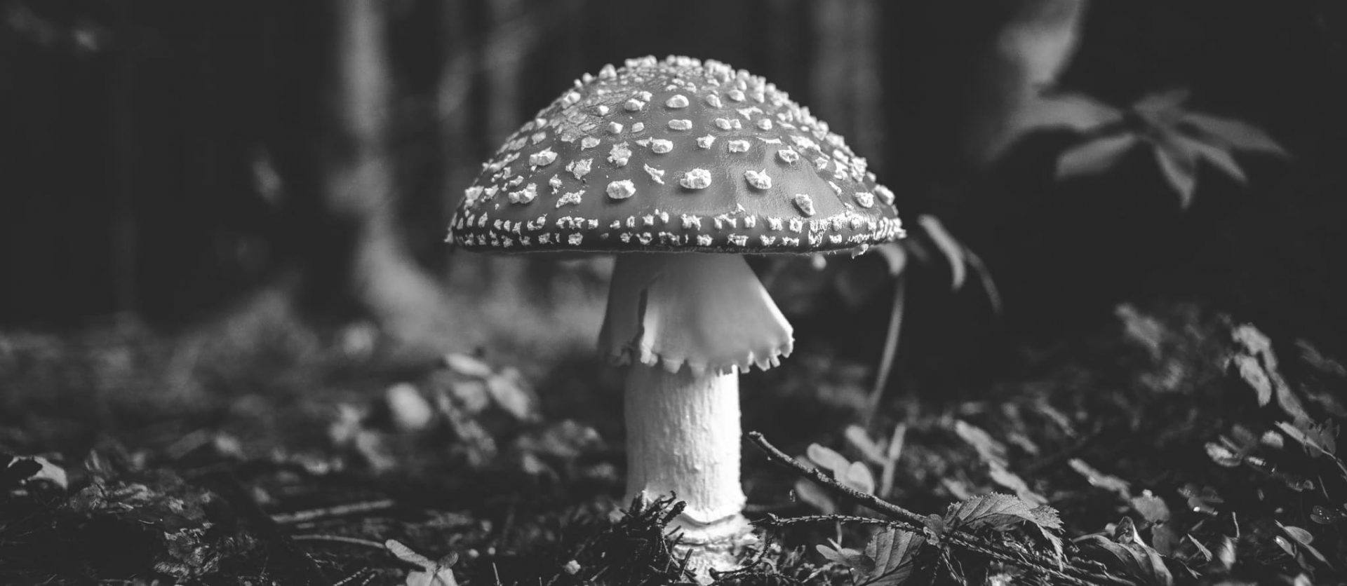 025 &#8211; 24GenAI &#8211; Make a black and white image