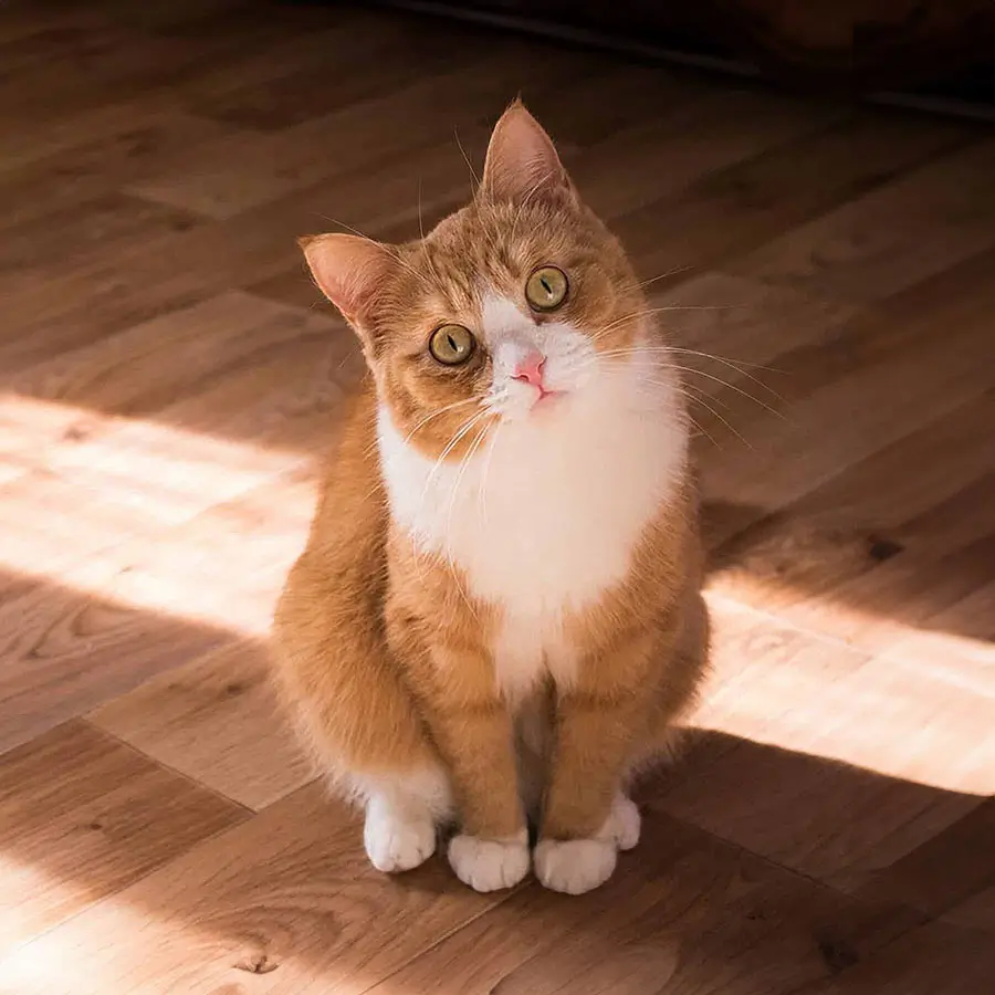 038 – 24GenAI &ndash; Darken the background of the image