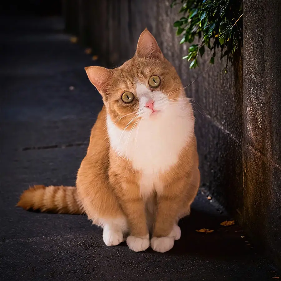 038 – 24GenAI &ndash; Darken the background of the image