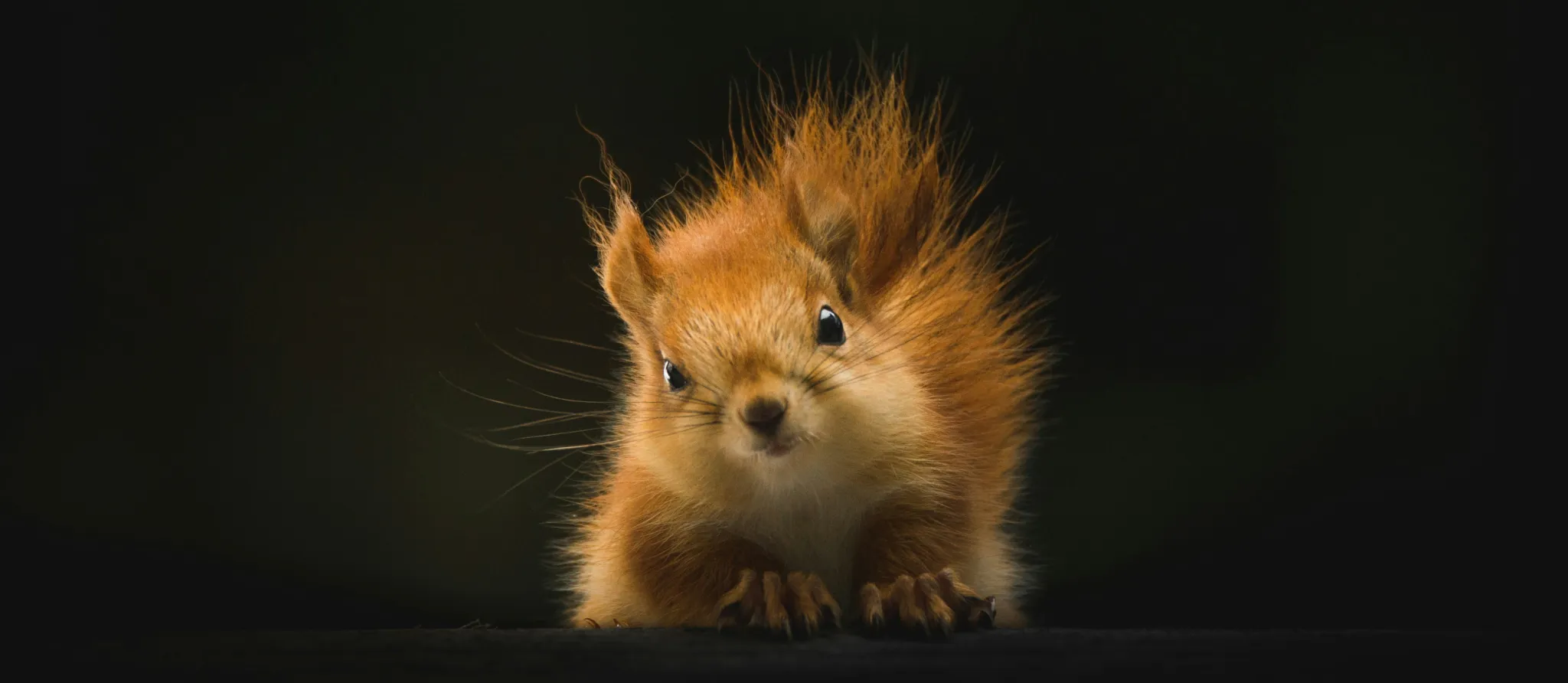 054 – 24GenAI &mdash; Flip image