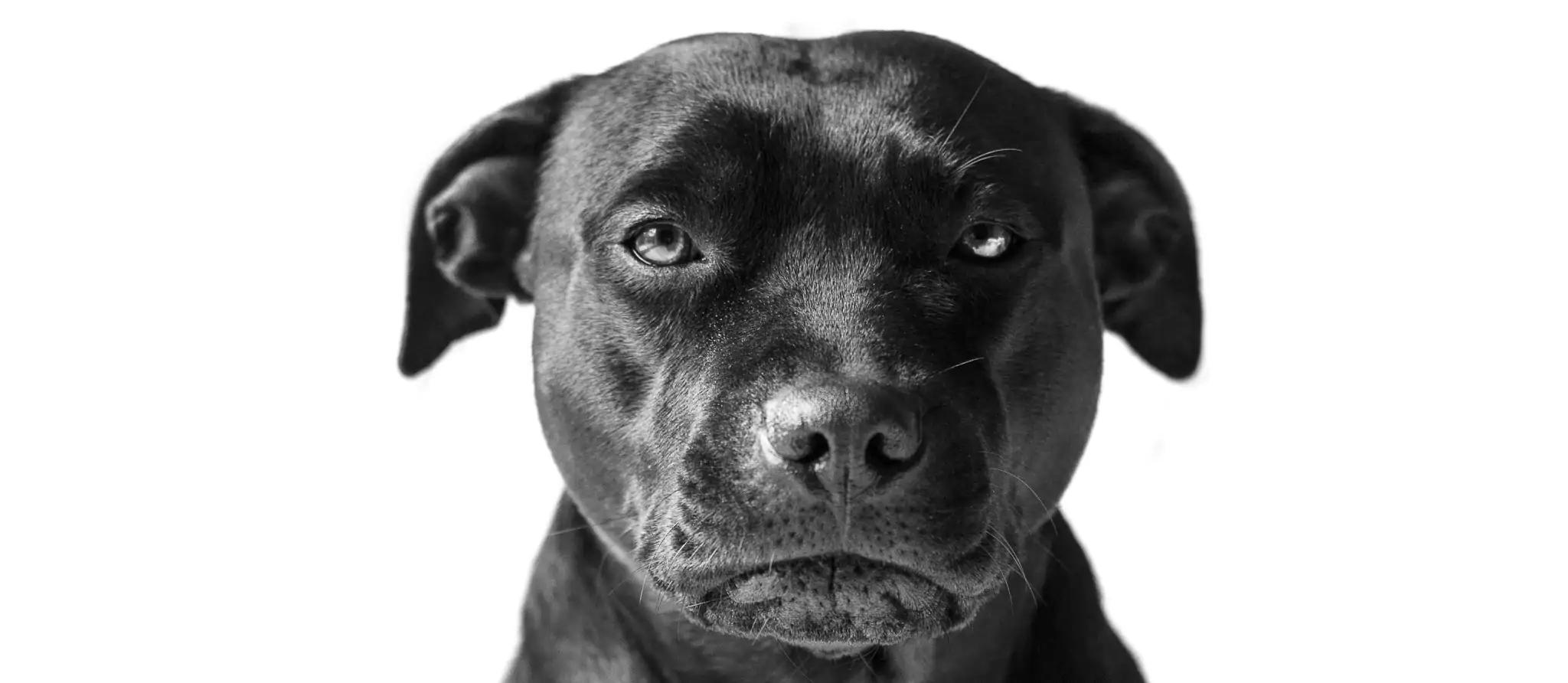 090 &#8211; 24GenAI — Remove background on a JPG image