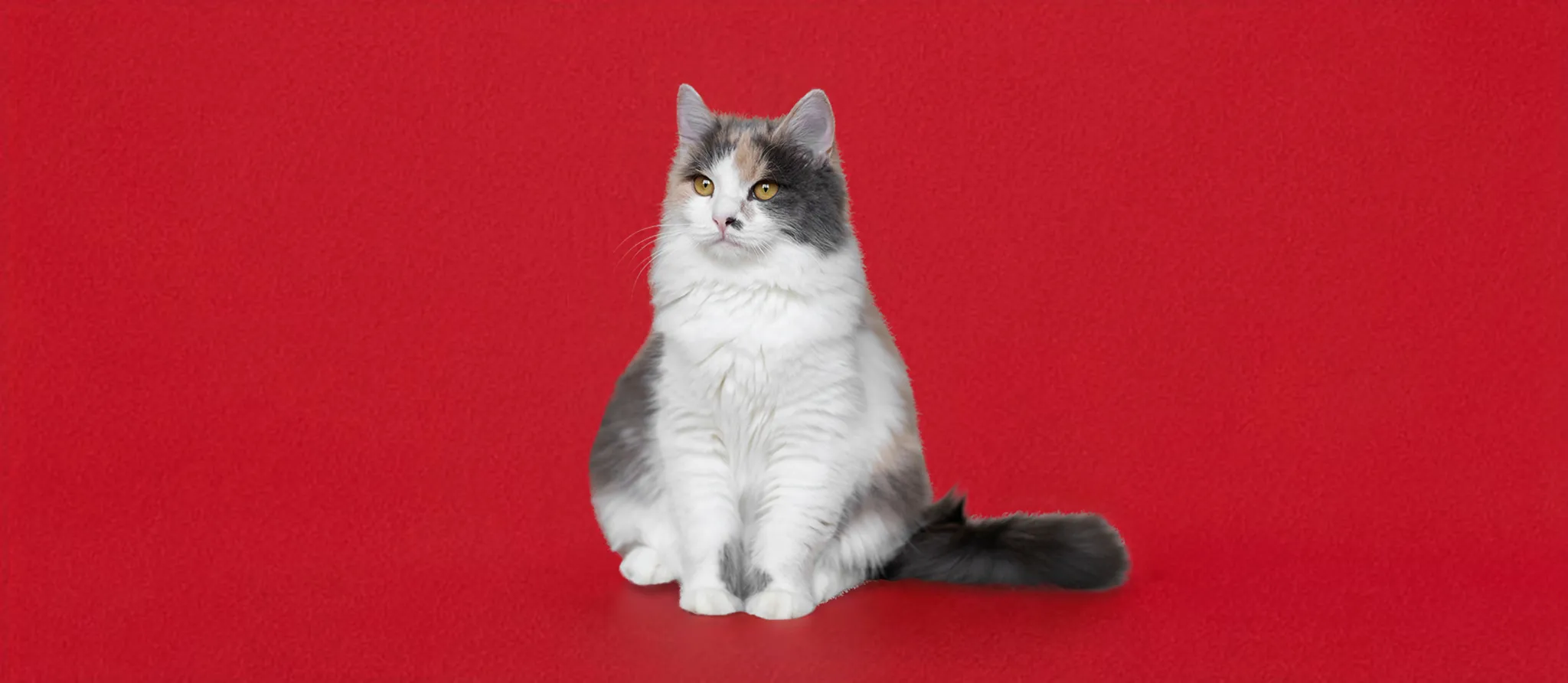 073 &#8211; 24GenAI &#8211; Make a red background