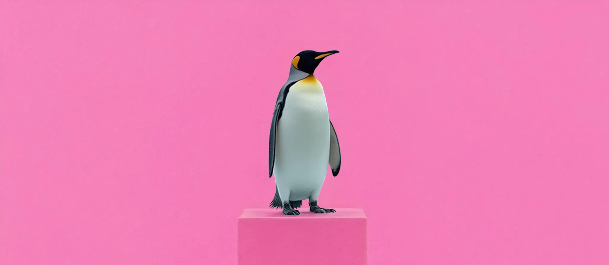 079 &#8211; 24GenAI — Make a pink background on the image