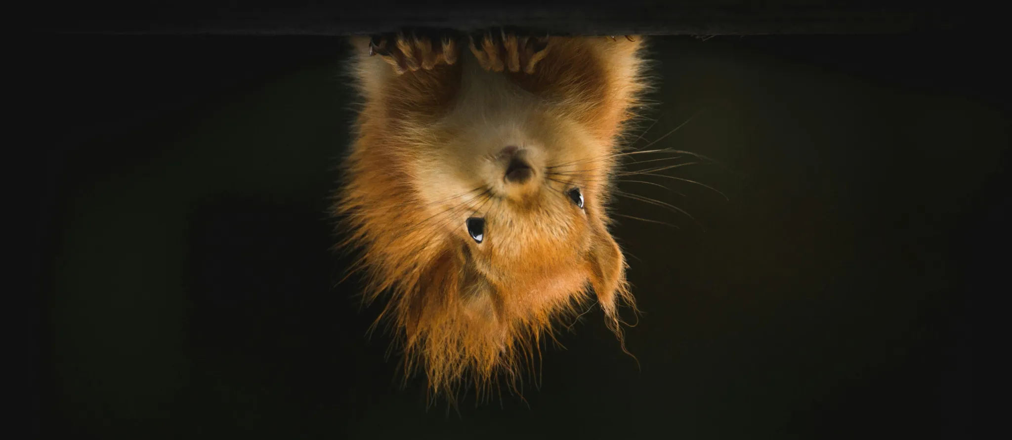 054 – 24GenAI &mdash; Flip image