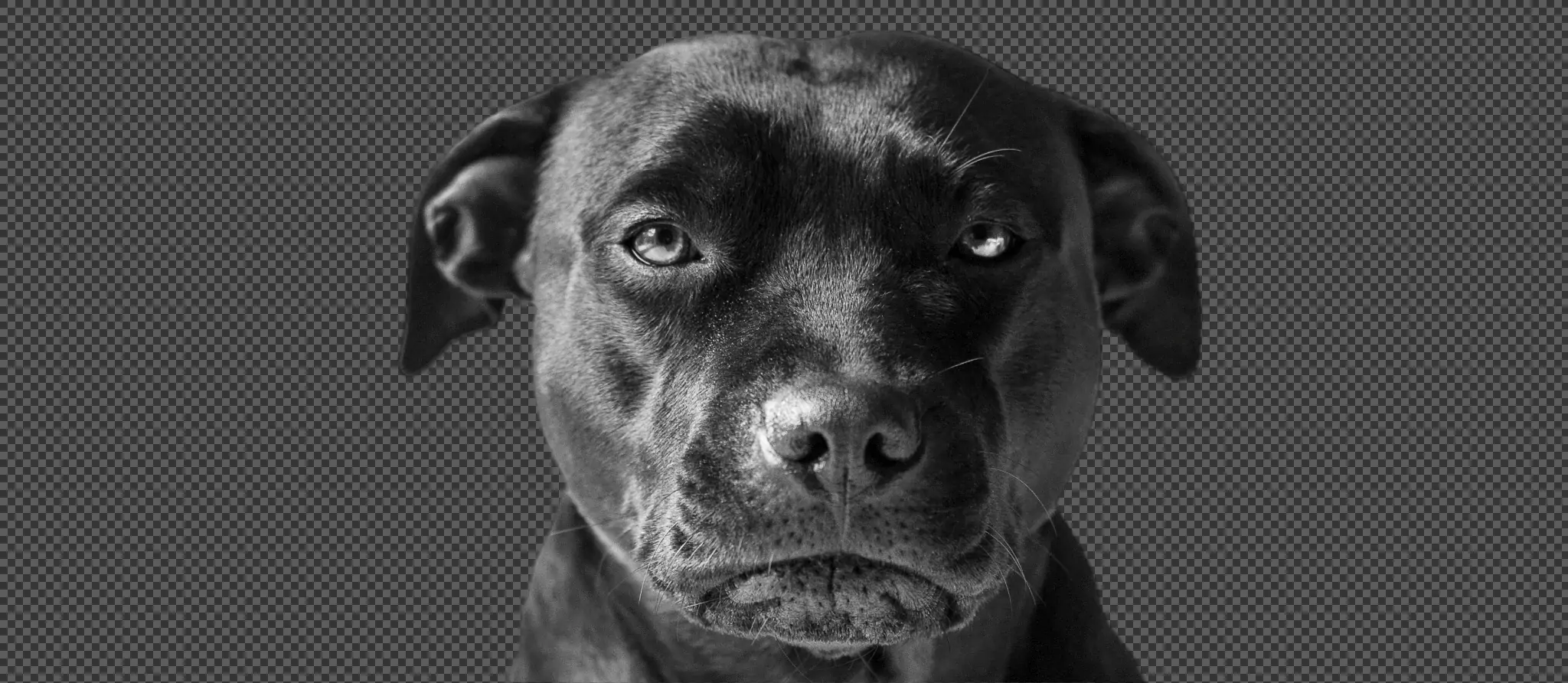 090 &#8211; 24GenAI — Remove background on a JPG image