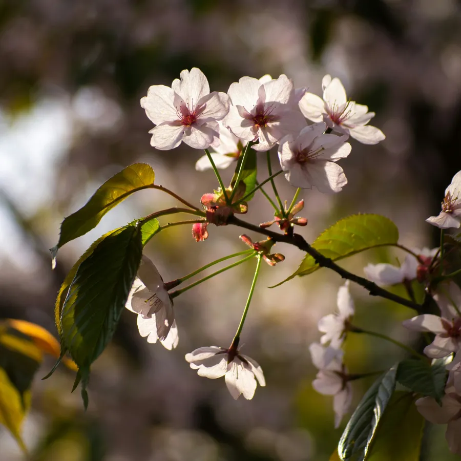 068 &#8211; 24GenAI – Make the image round