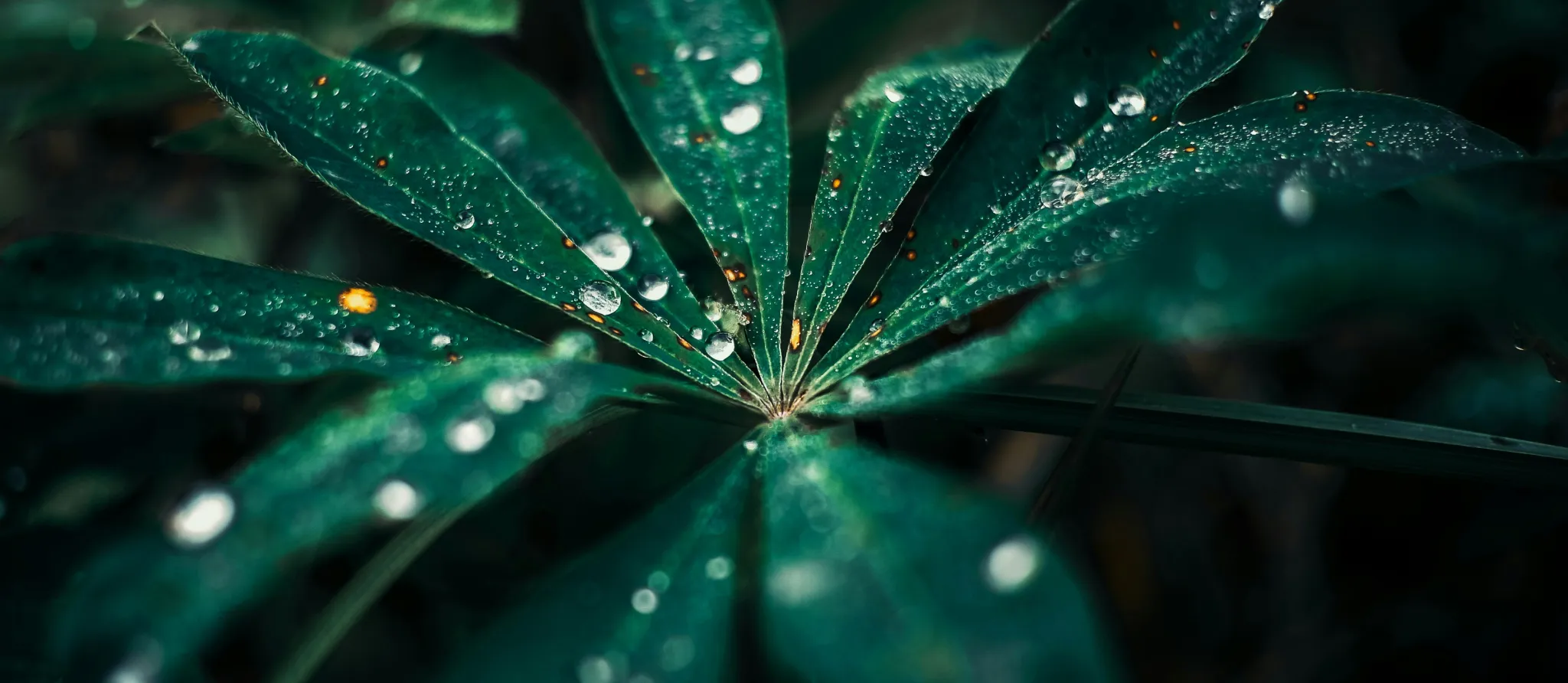 069 &#8211; 24GenAI — Make the image oval