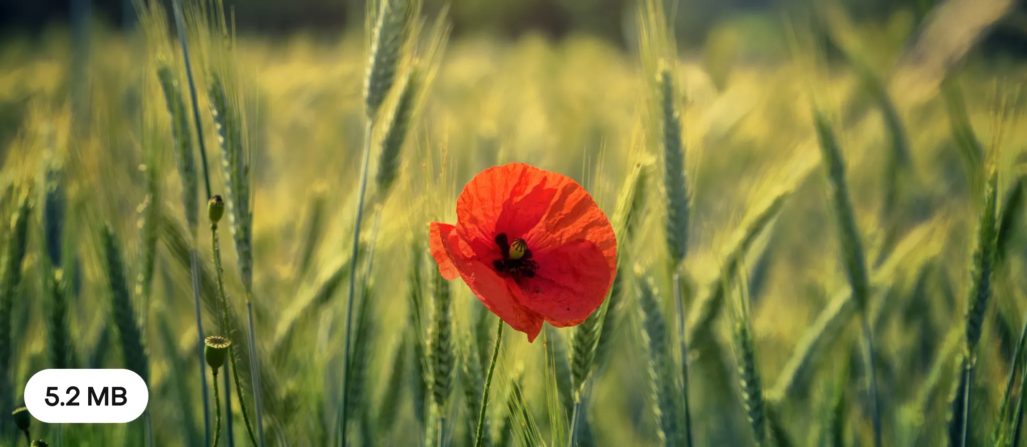 086 – 24GenAI &ndash; Compress image without loss of quality