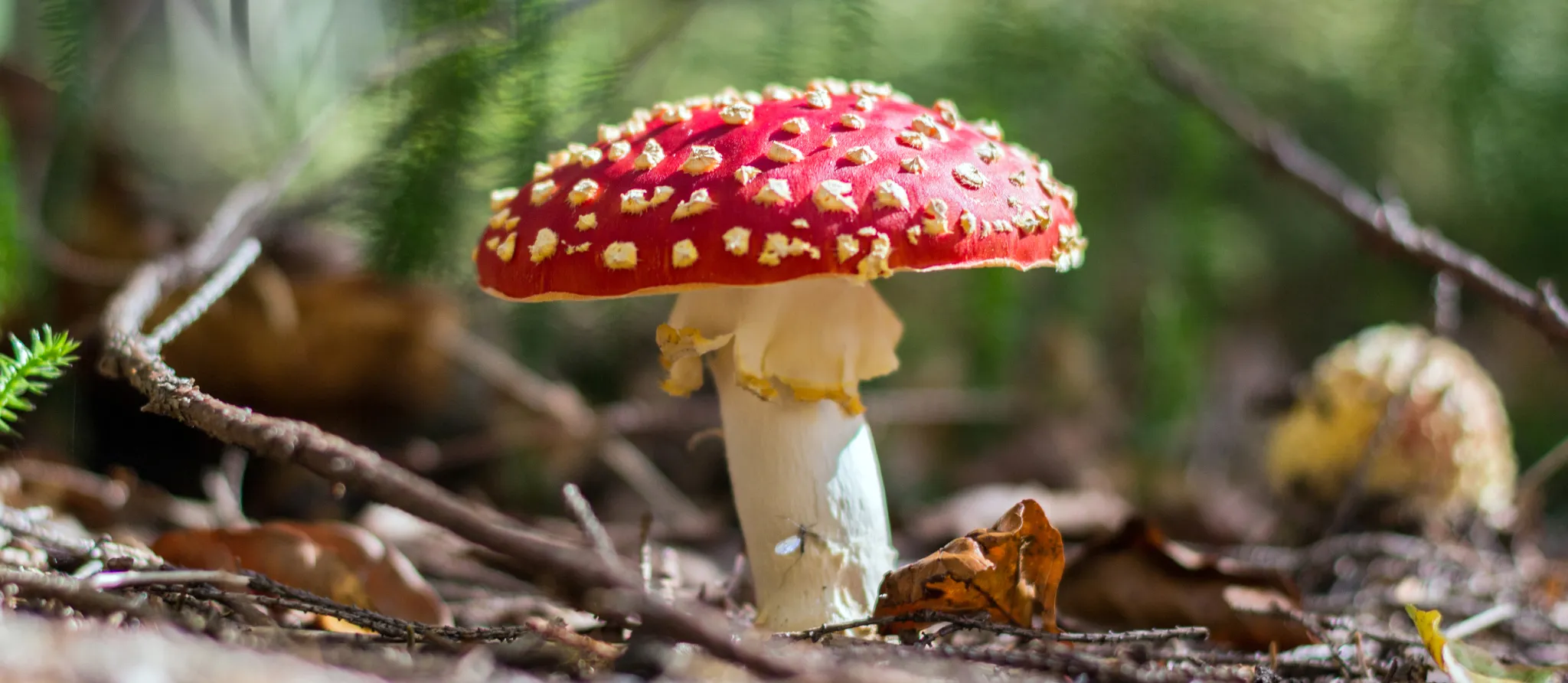 054 – 24GenAI &mdash; Flip image