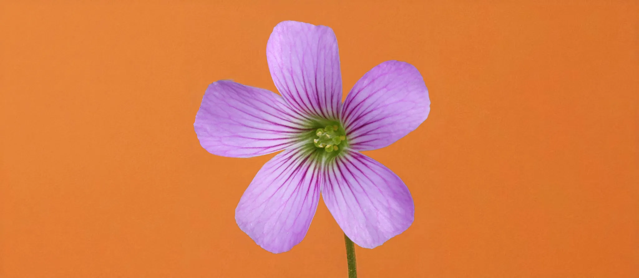 075 &#8211; 24GenAI – Make an orange background on the image