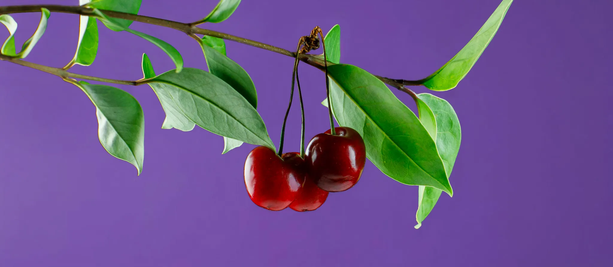 084 &#8211; 24GenAI — Make a purple background on the image