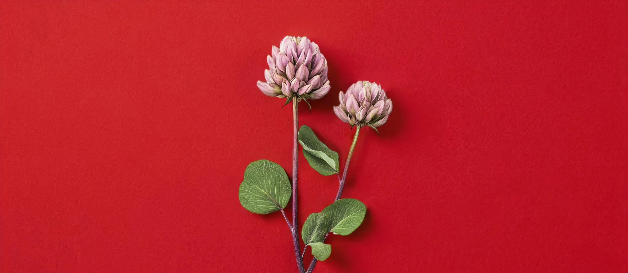073 &#8211; 24GenAI &#8211; Make a red background