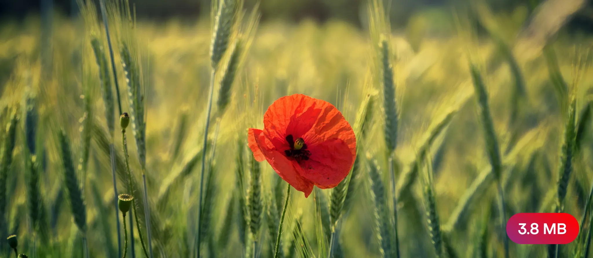 086 – 24GenAI &ndash; Compress image without loss of quality