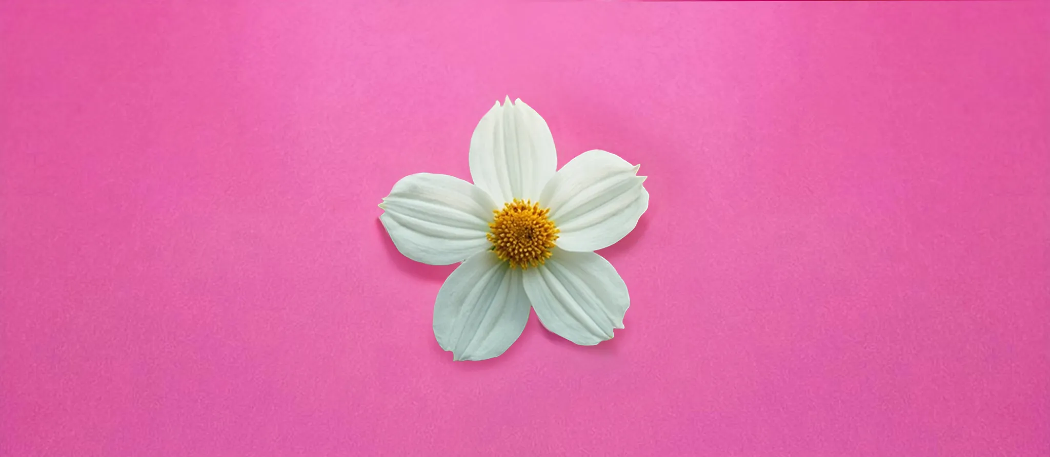 079 &#8211; 24GenAI — Make a pink background on the image