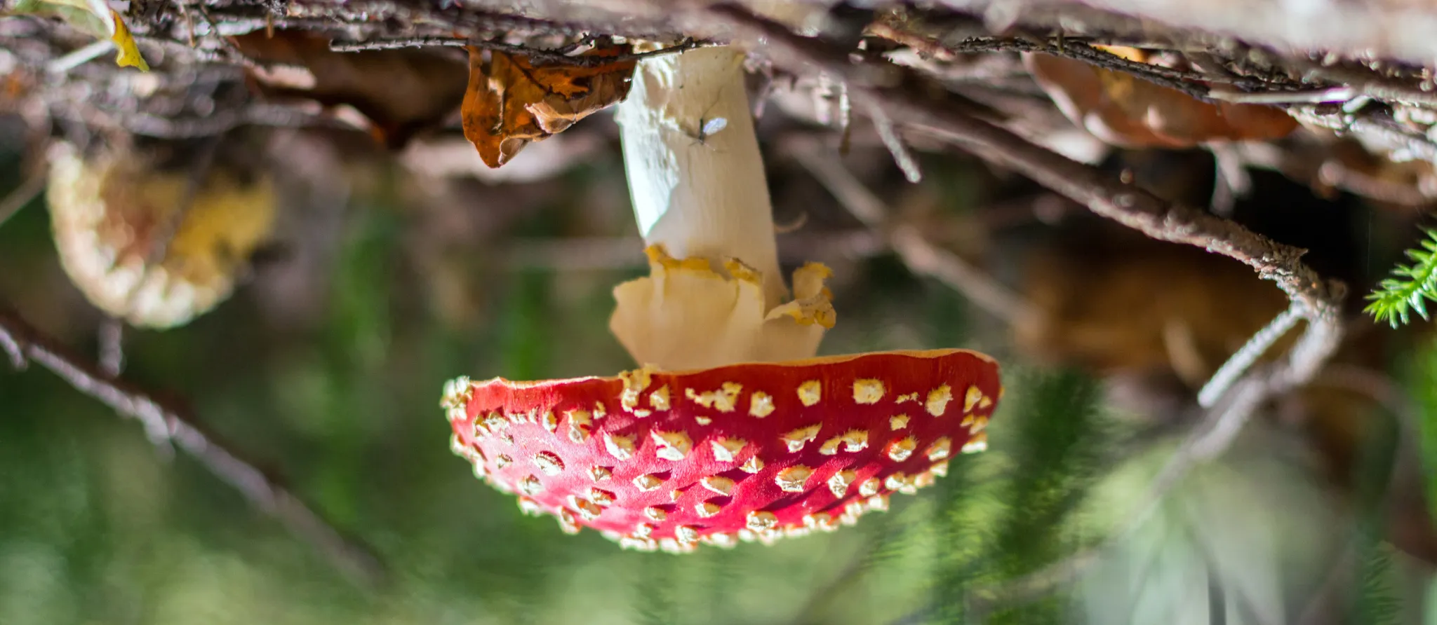 054 – 24GenAI &mdash; Flip image