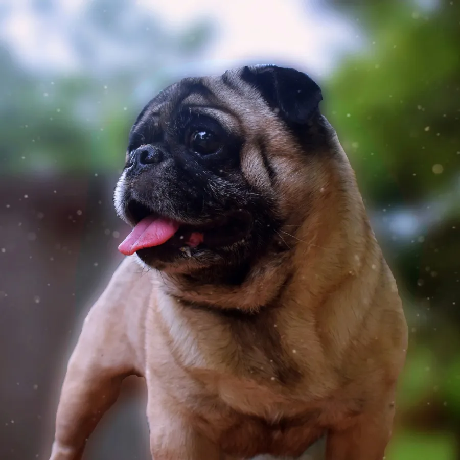 056 &#8211; 24GenAI – Rotate image 270 degrees