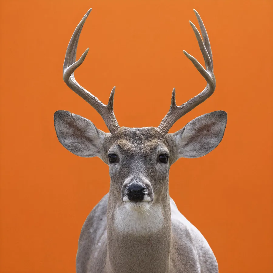 075 &#8211; 24GenAI – Make an orange background on the image